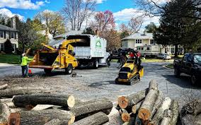 Best Tree Trimming and Pruning  in Ludowici, GA