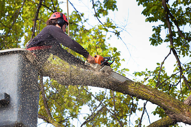 Best Tree Disease Treatment  in Ludowici, GA