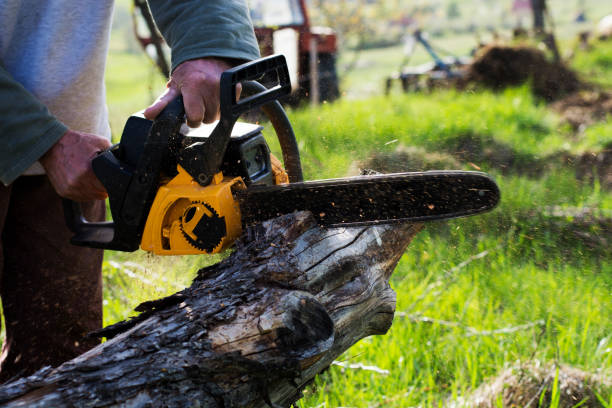 Best Leaf Removal  in Ludowici, GA