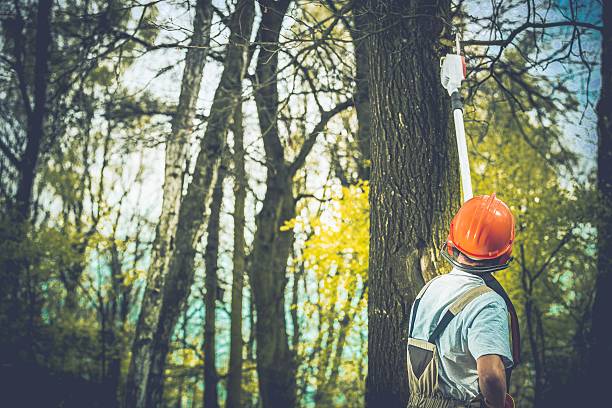 How Our Tree Care Process Works  in  Ludowici, GA